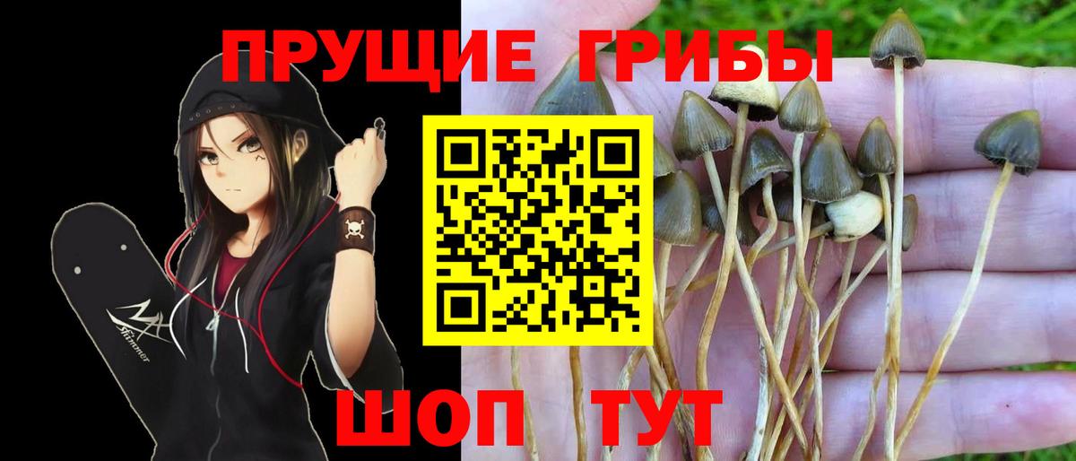 Королёв  Галлюциногенные грибы Magic Shrooms  Вход с VPN 